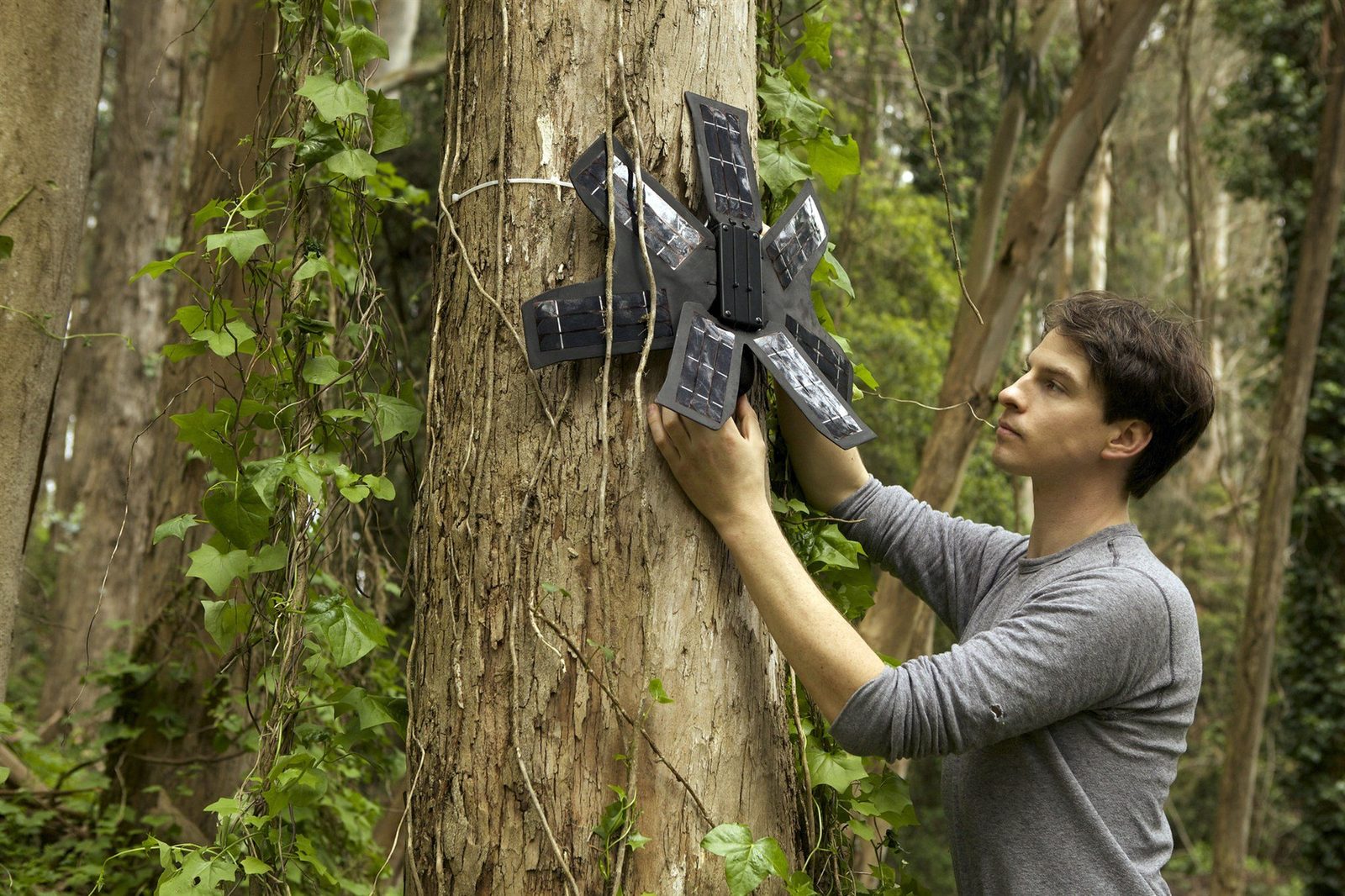 A technician fixing a solar-powered Guardian device to a tree.