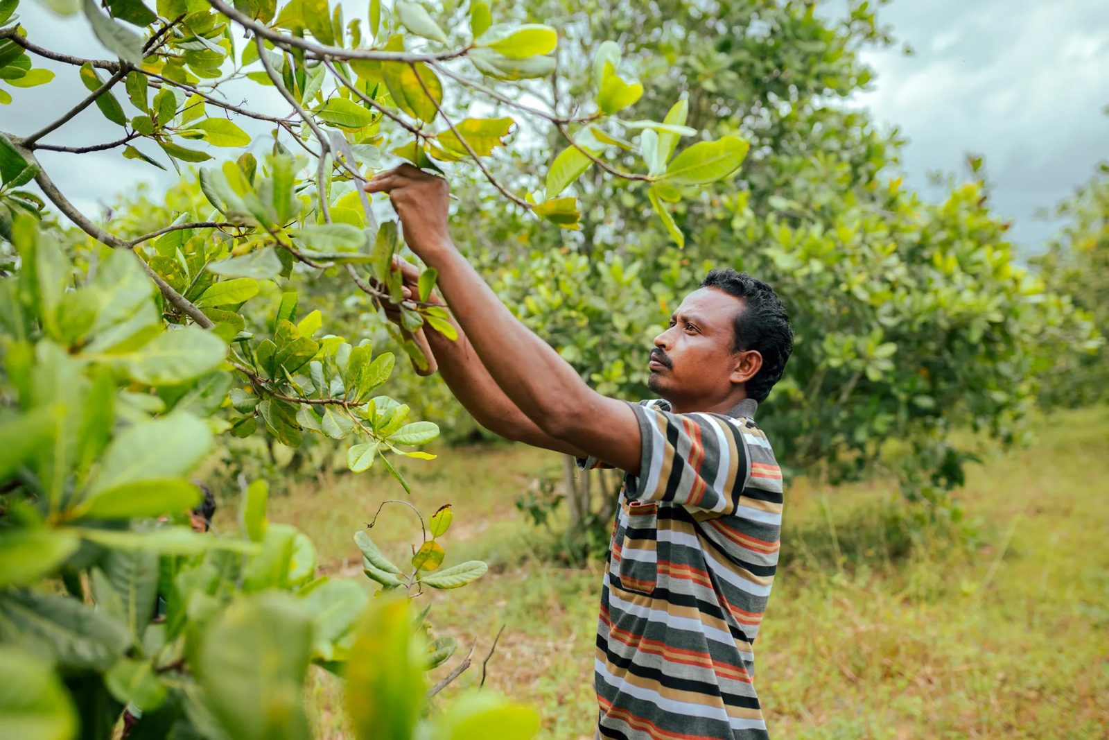 A farmer reaching up to tend the branches of a young cashew tree.